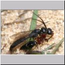 Methocha ichneumonides - Trugameise 01a 8-10mm Paarung.jpg